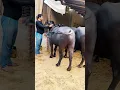 Download Lagu 2 Ghode….#murrah #cow #farming #trending