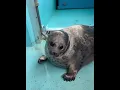 Lagu Mashiro-kun’s king style. Taking life slow and sweet 🦭💙 #seal #cuteanimals #tokkaricenter #mashiro