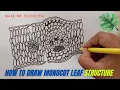 HOW TO DRAW MONOCOT LEAF INTERNAL STRUCTURE LEAF STRUCTURE BIOLOGY DIAGRAMS