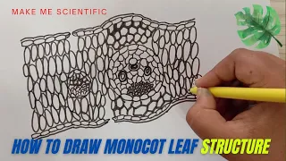 HOW TO DRAW MONOCOT LEAF INTERNAL STRUCTURE LEAF STRUCTURE BIOLOGY DIAGRAMS