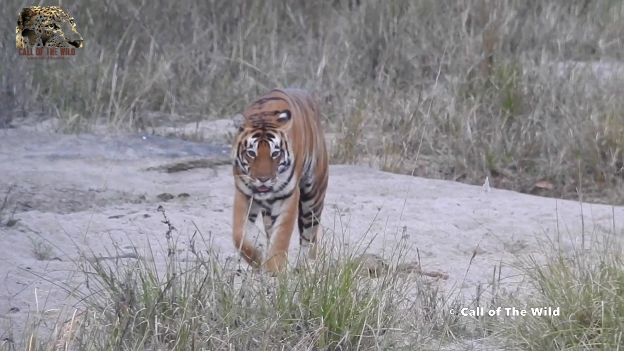 A Roaring Tiger - One of the most amazing sounds!