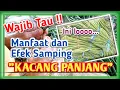 Download Lagu Wajib Tau!! Manfaat dan efek samping Kacang Panjang, anda pasti kaget...