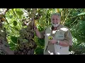 John Ficus auriculata fig tree