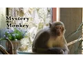 Honey Badger Guy on the Mystery Monkey of Tampa