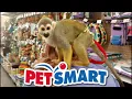 Baby Monkey oLLie At PETSMART Looking For Friends Is Anyone HERE