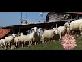 Koyunculuk ve cobanin yasami  #kangal #akbas #malakli #alabai #tiktok #dog #wolf #kurt #tiktokvideo
