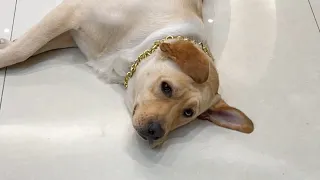 肉肉说了算🐶：吃饭的时候假装上吊，看狗子的反应