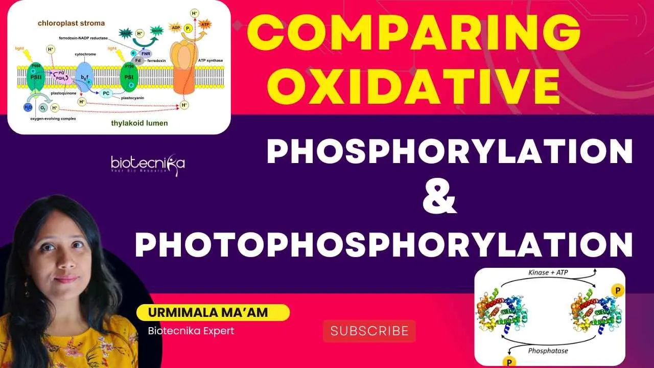 Comparing Oxidative Phosphorylation and Photophosphorylation For CSIR NET / ICMR GATE / DBT / TIFR