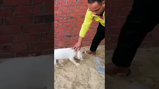 عندي كلب رايحه منه اسمه سيزر اسال عنه دندنها