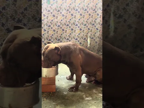 American Pitbull #lekthebestkennel