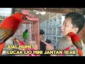 Download Lagu NEMU CUCAK IJO MINI JANTAN TULEN HARGA 10.RIBU