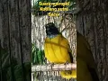 Download Lagu suara terbaik kutilang sutra tidak ada lawan/kutilang sutra ngeropel #shorts