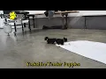 Cute Yorkshire Terrier Puppies