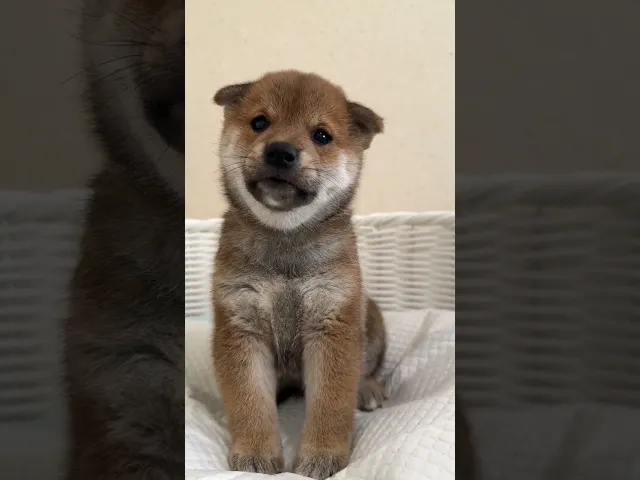 動画