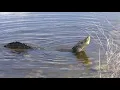 alligator mating call during breeding season