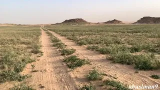 يادار مريتك وانا مبطي عنك 