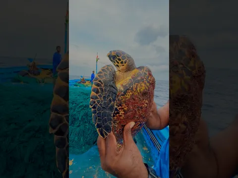 EP-07 | What Happens If You Eat a Sea Turtle? 😱🐢 | Day4 at Sea 🌊 #Minivlog #indianoceanfisherman