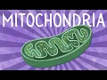 Mitochondria Structure and function