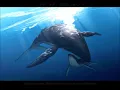 Download Lagu Kokia - Kujira [Sub Español] [CC/Chi/Kor/Eng/Rus/Fre/Ara/Ind]