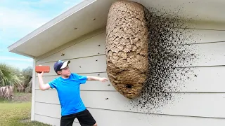 he messed with WRONG wasp nest..