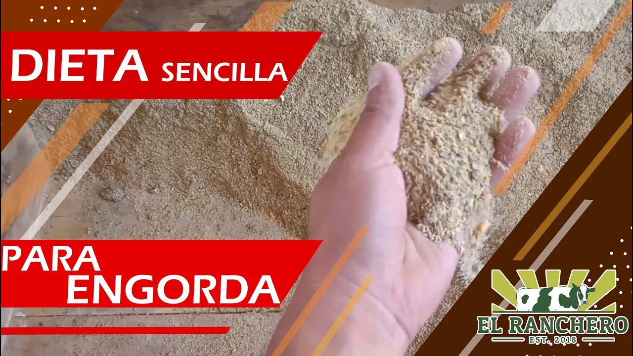 DIETA Sencilla para engorda