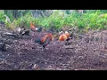 Download Lagu DUA EKOR AYAM HUTAN JANTAN DATANG MENGHAMPIRI PIKAT