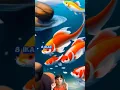 Download Lagu 8 Ikan Pembawa Hoki, Bisa Meningkatkan Keberuntungan #shorts