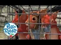 Download Lagu Peter Rabbit - The Great Squirrel Rescue Mission | Cartoons for Kids