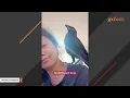 Raven raised by human acts like dog