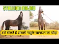 Lagu Marwari Stallion || 40 lakh da horse || Stallion Majnu Sired By Khali Majhuke bloodline
