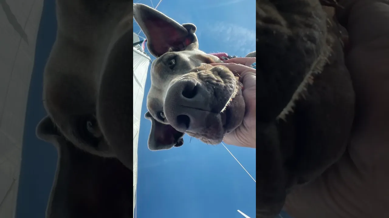 Salty Sea Dog – Sailing Pickle Family