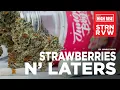 Jungle Boys Strain Review Strawberries N Laters