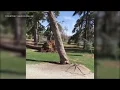 Trees Falling Compilation