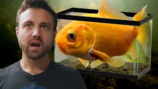 we need to talk about this guy's fish