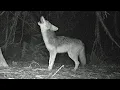 Lone Coyote