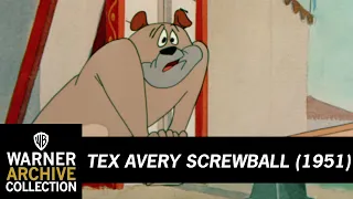 Daredevil Droopy Tex Avery Screwball Warner Archive