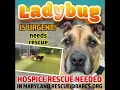 LADYBUG 3