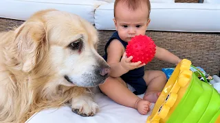 Baby Shows Her Golden Retriever How Her Toys Work!