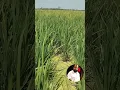 Download Lagu 🌾🌱🌿🎶ila nenje va song#k.j.yesudas#ilayarajamelodyhits#evergreensongs🌳🎵🌴☘️🎼🎧#naturelovers#farming🌞