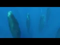 Sleeping Bubbling Sperm Whales