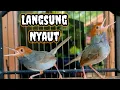 Download Lagu Suara PIKAT prenjak kepala merahjantan GACOR NGOTOT
