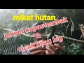 Download Lagu pikat burung hutan.. dapat kapas tembak dan cicak hijau BIG
