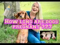 How long is a dog pregnant