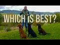 Labradors Which Colour Is Best for You