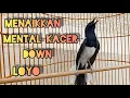 Download Lagu Terapi Menaikkan MENTAL KACER DOWN Loyo