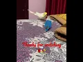 Download Lagu Talking cockatiel with naughty lovebird fight 🥰#shorts