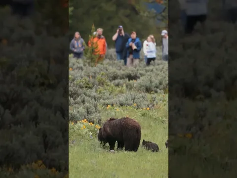 For grizzly cubs, the biggest threat may be another grizzly. #wildlife #bear #grizzly399 #naturepbs