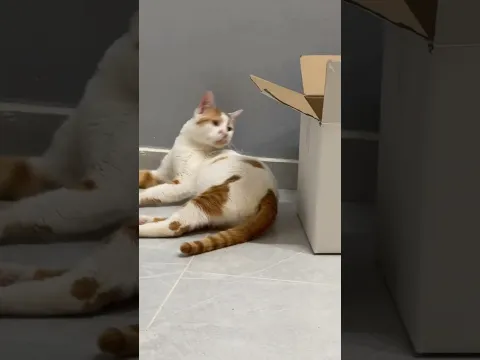 جربوه، ومتجر بت زون يوفرلكم جميع احتياجات قطتكم وعندهم تابي وتمارا #cat#love #قطة