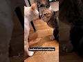 Download Lagu Suara Kucing Berantem #cat #catfight #shorts Download Lagu Suara Kucing Berantem #cat #catfight #shorts
