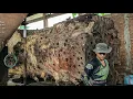 Download Lagu Disgusting ‼️ What’s Inside This Long Log Shocked Everyone at the Sawmill